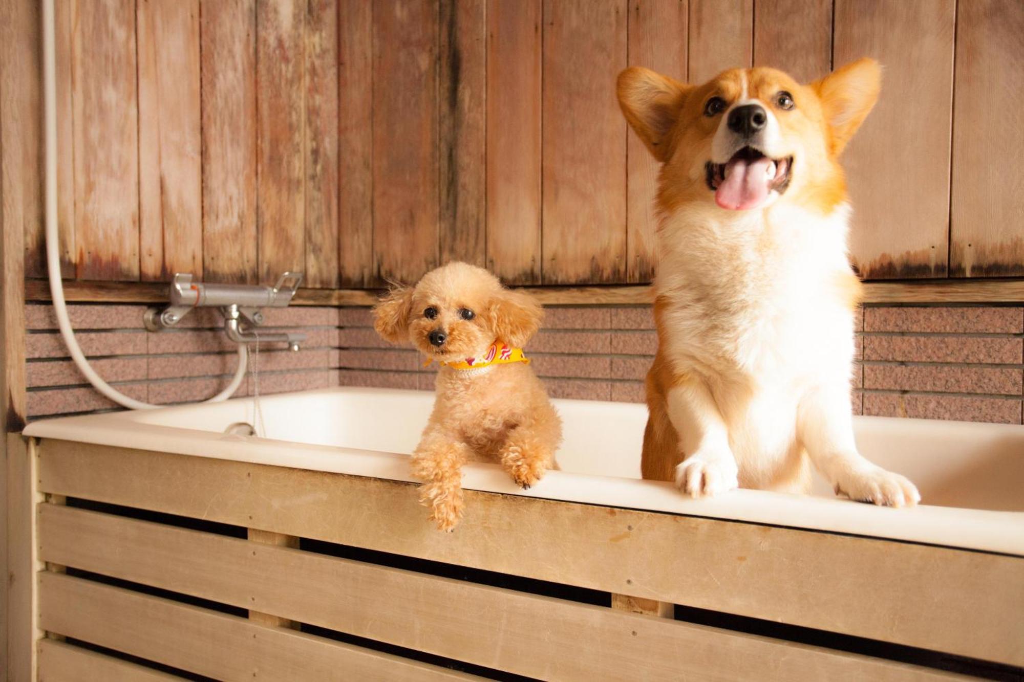 Izumigo Takayama Dog Paradise Hotel Exterior foto